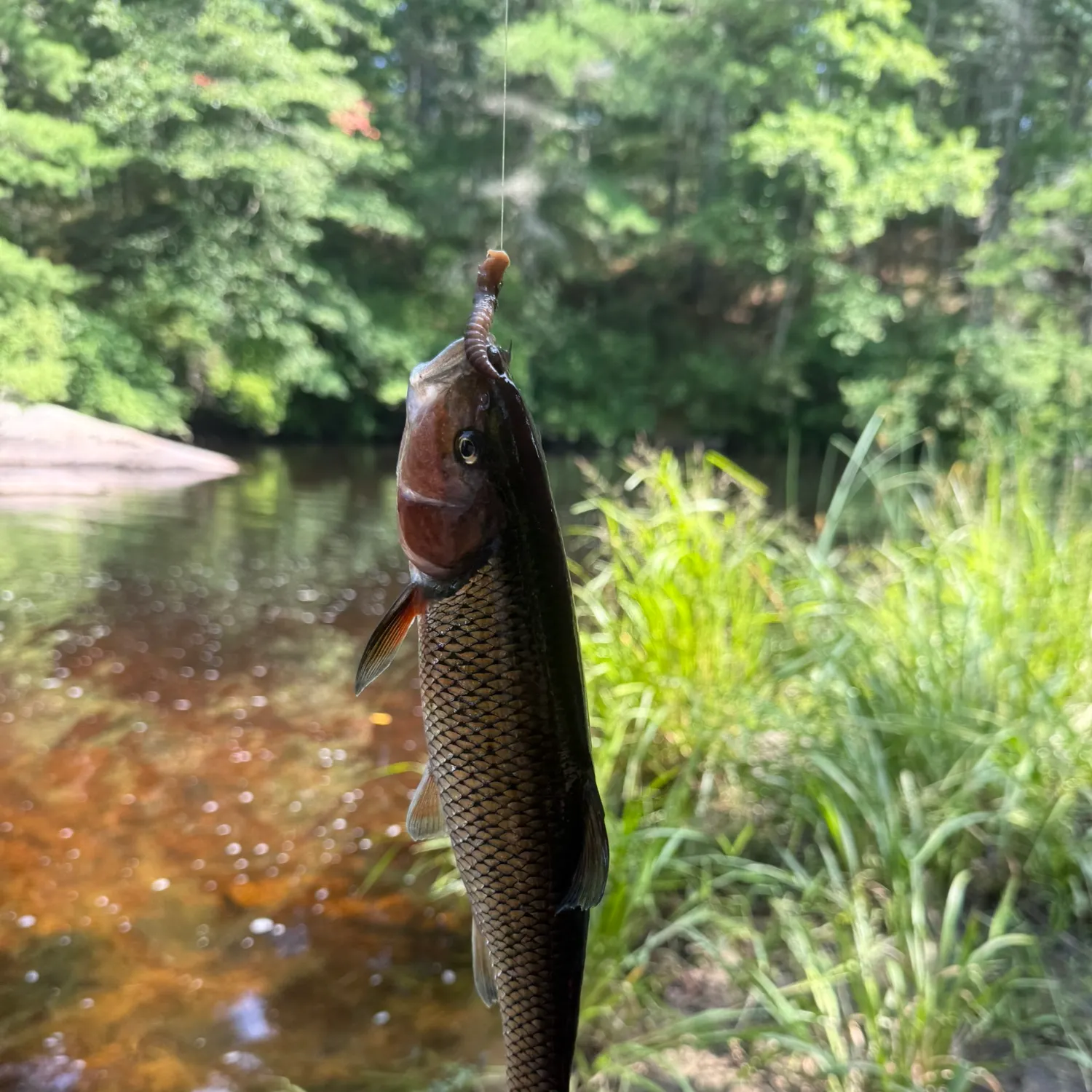 Fallfish caught on Fishbrain