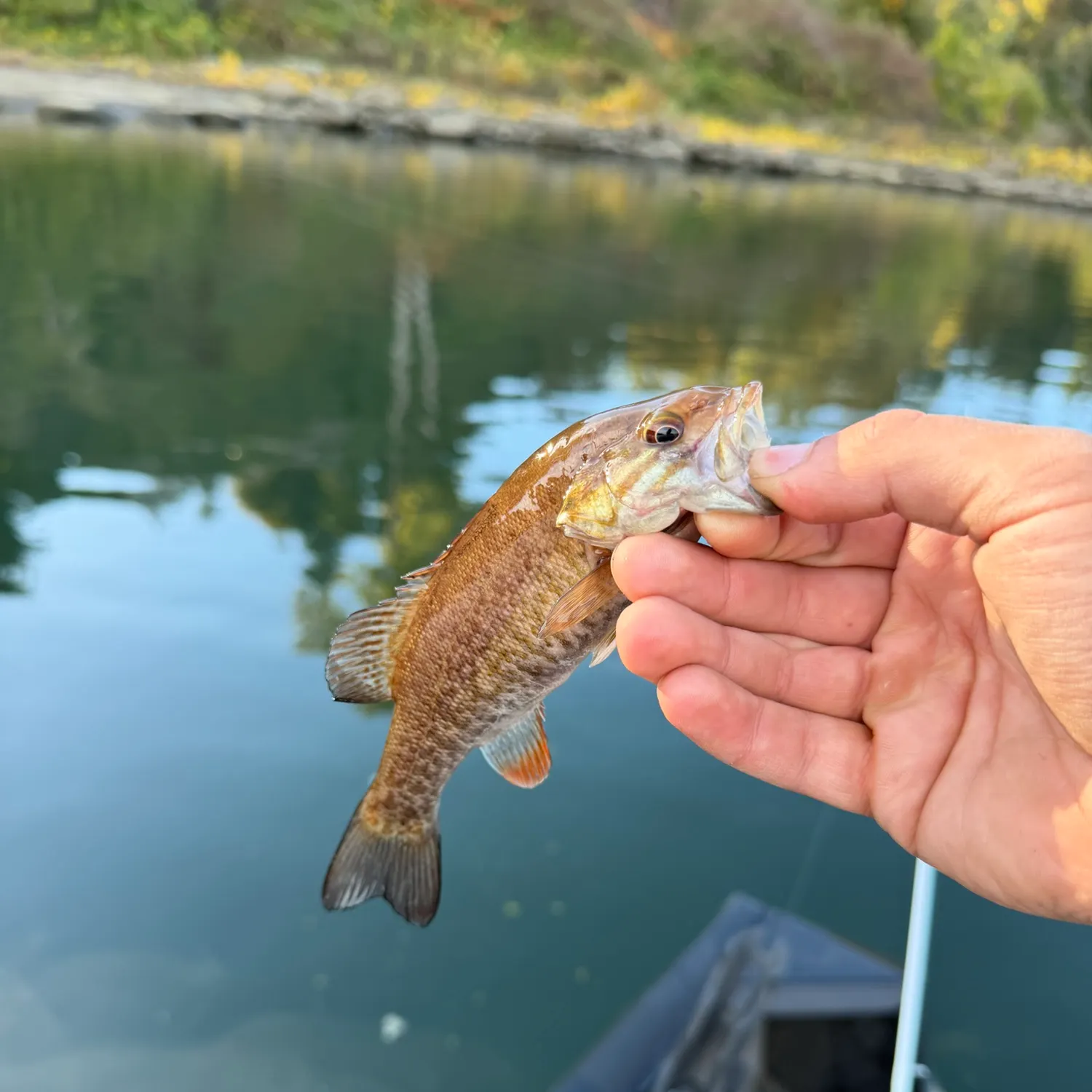 Smallmouth bass caught on Fishbrain