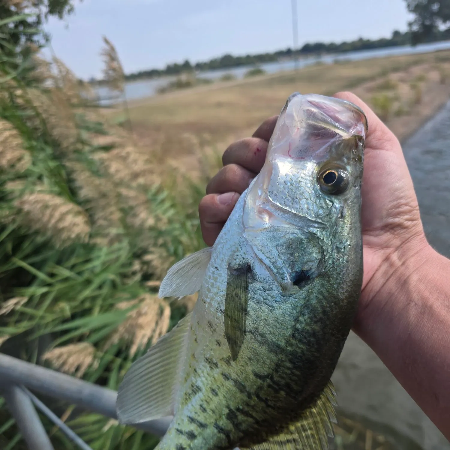 The most recent White crappie catches on Fishbrain