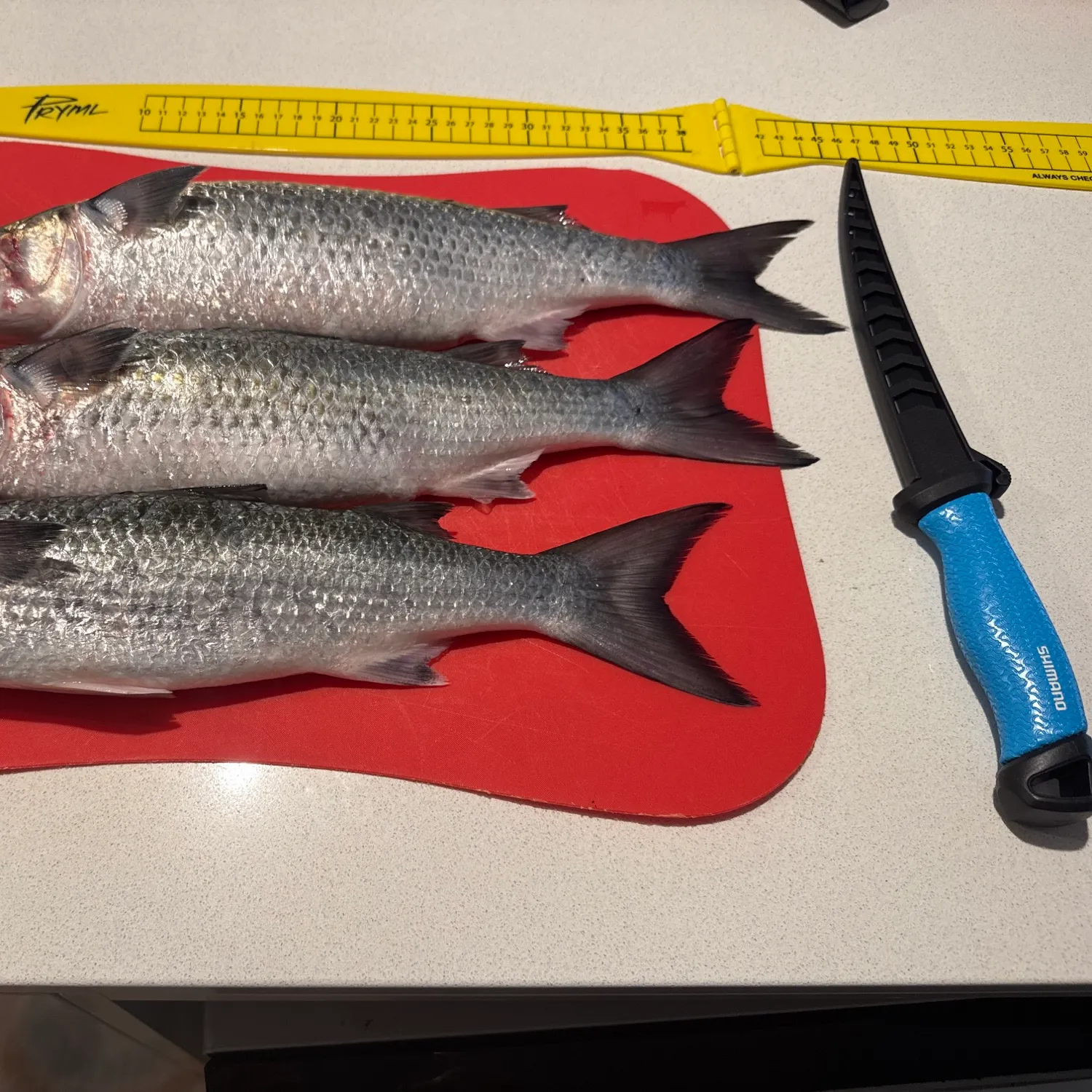 recently logged catches