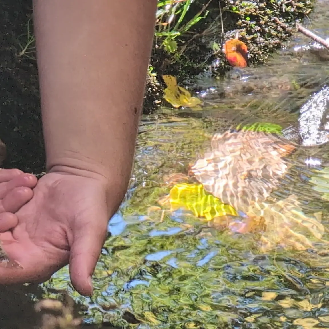 Rainbow trout caught on Fishbrain