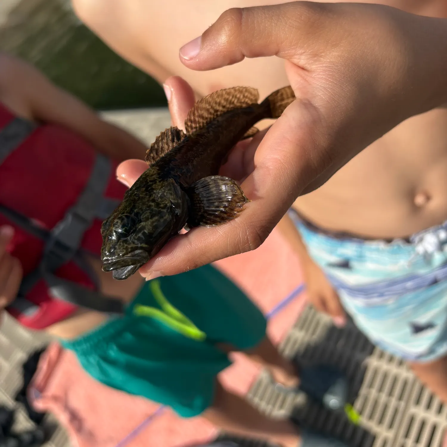 The most recent Burbot catches on Fishbrain