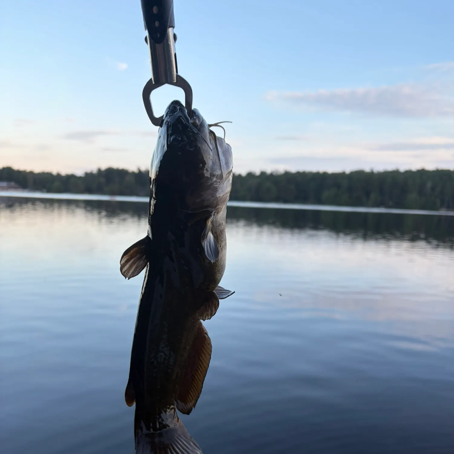 Black bullhead caught on Fishbrain
