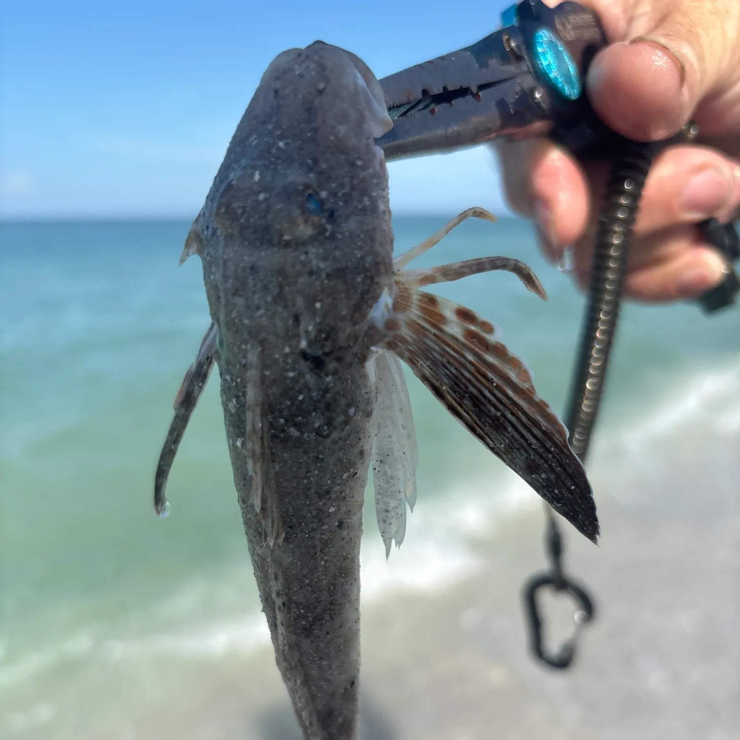 The most recent Striped searobin catches on Fishbrain