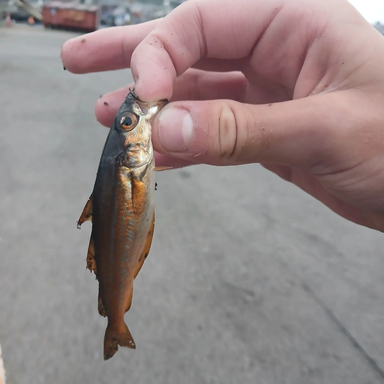 The most recent Norwegian pout catches on Fishbrain