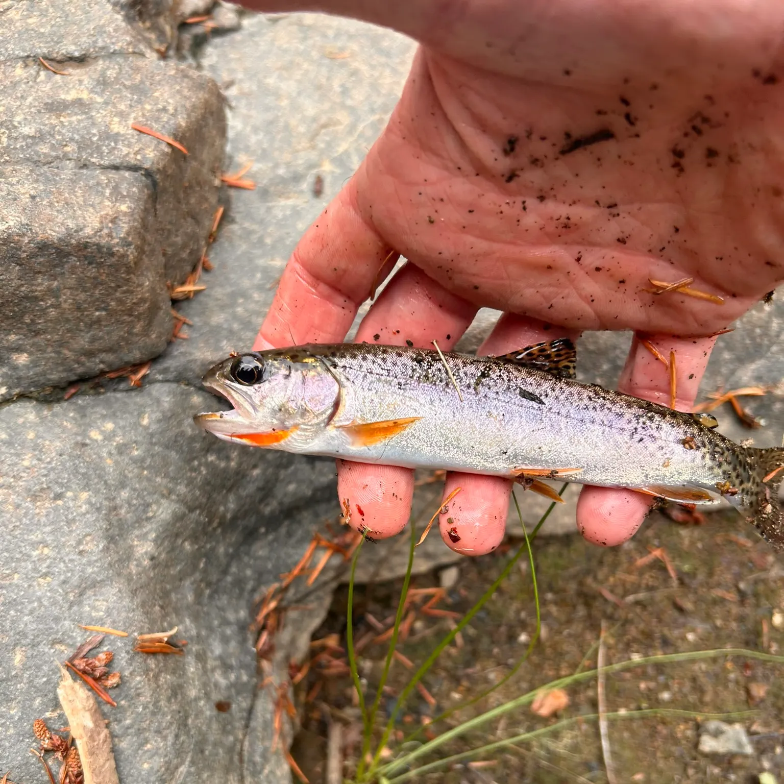 The most recent Coastal cutthroat trout catches on Fishbrain