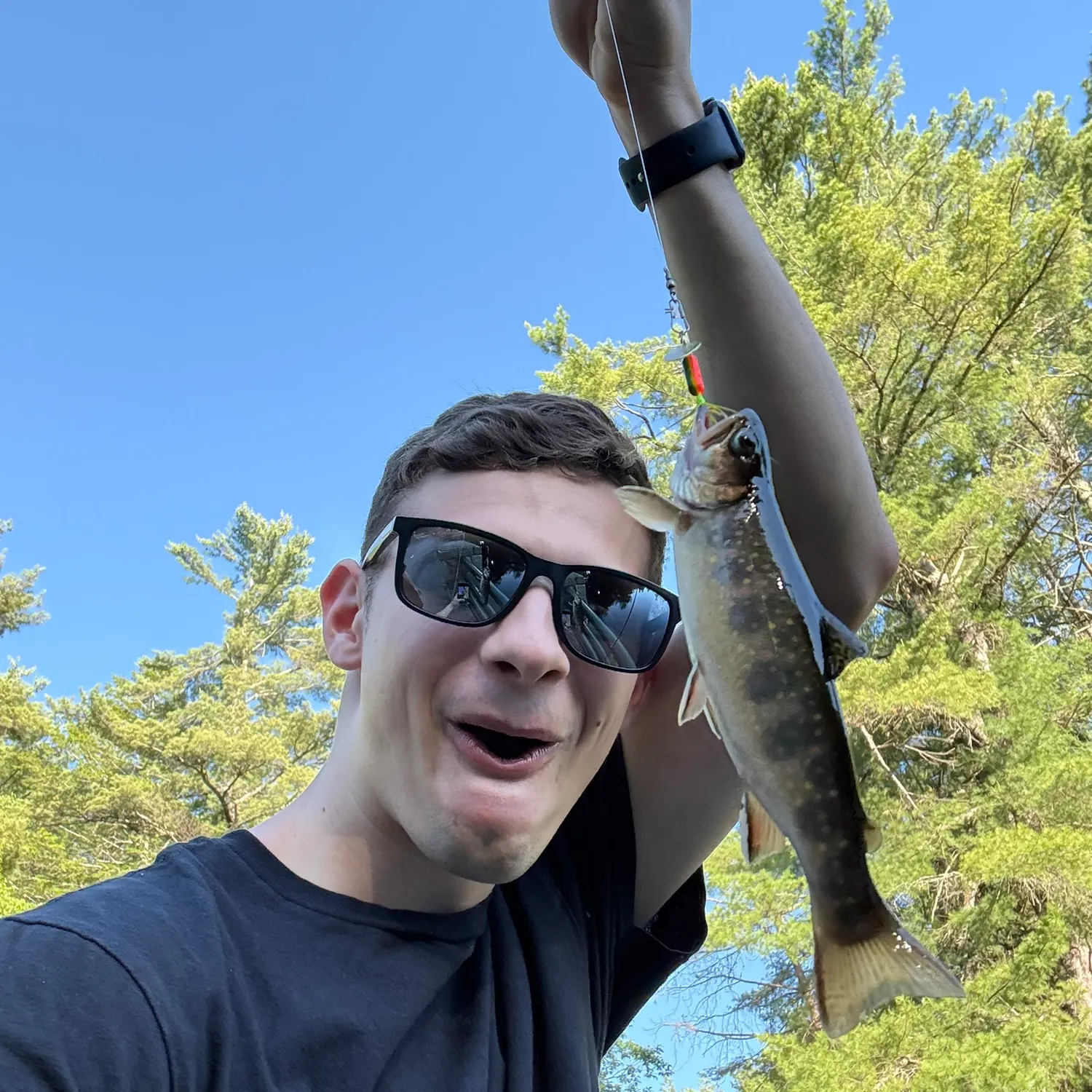 Brown trout caught on Fishbrain