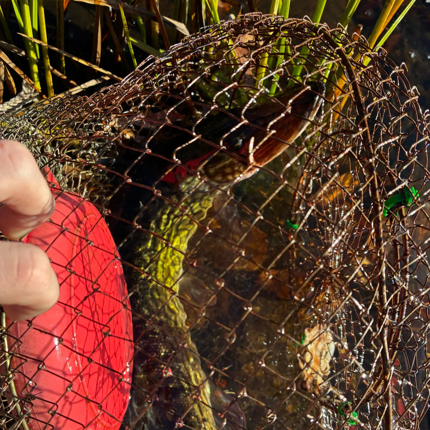 Chain pickerel caught on Fishbrain