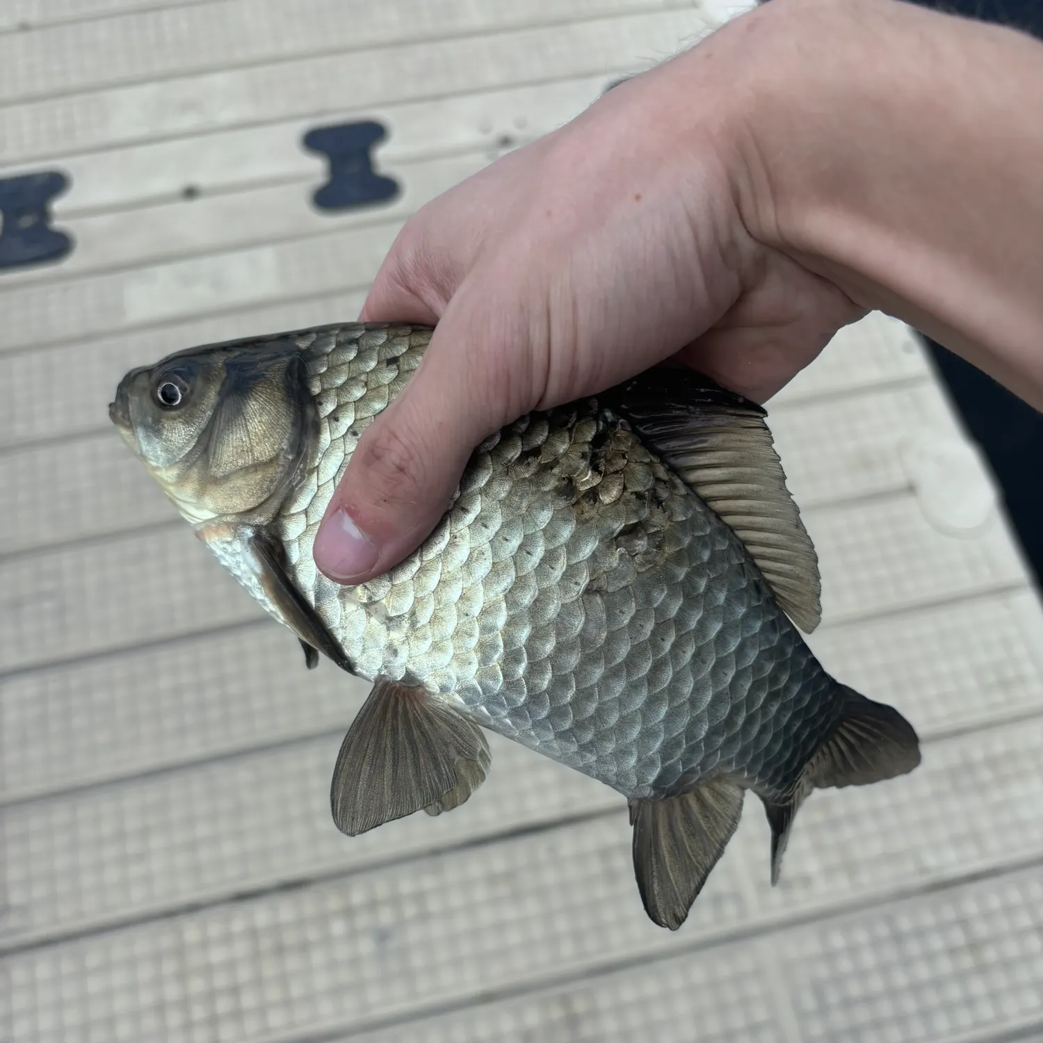 The most recent Prussian carp catches on Fishbrain