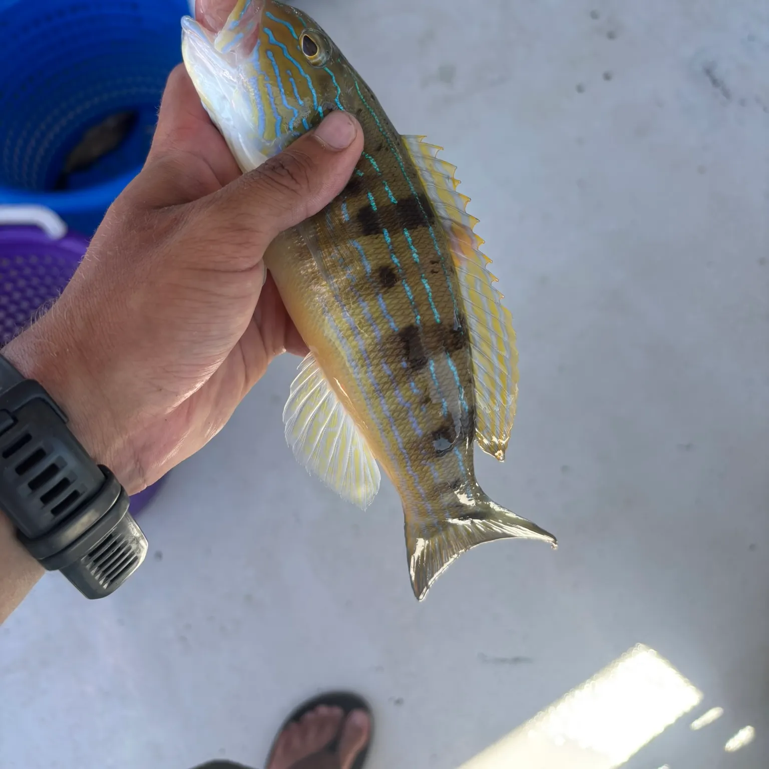 recently logged catches