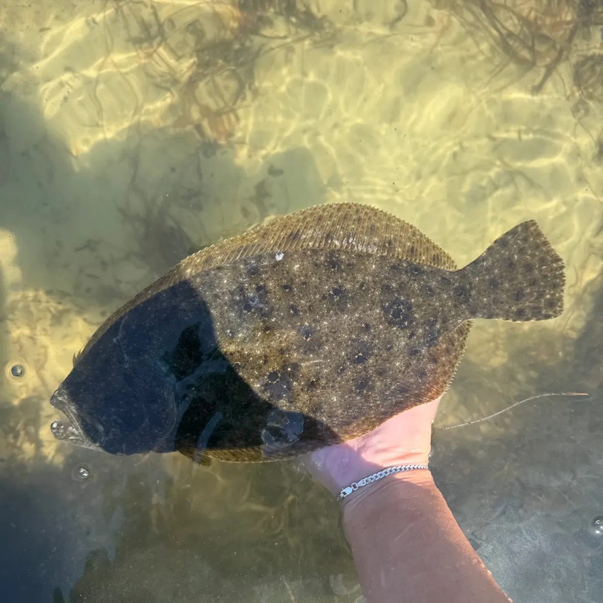 The most recent Southern flounder catches on Fishbrain