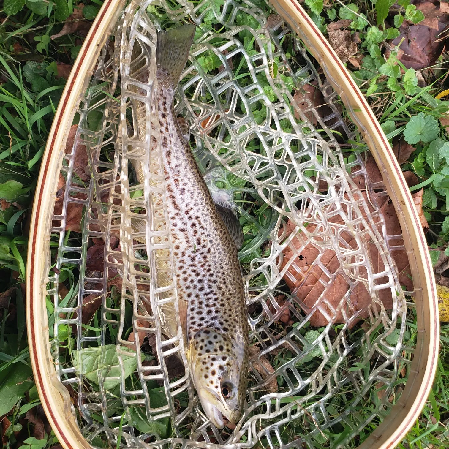 Brown trout caught on Fishbrain