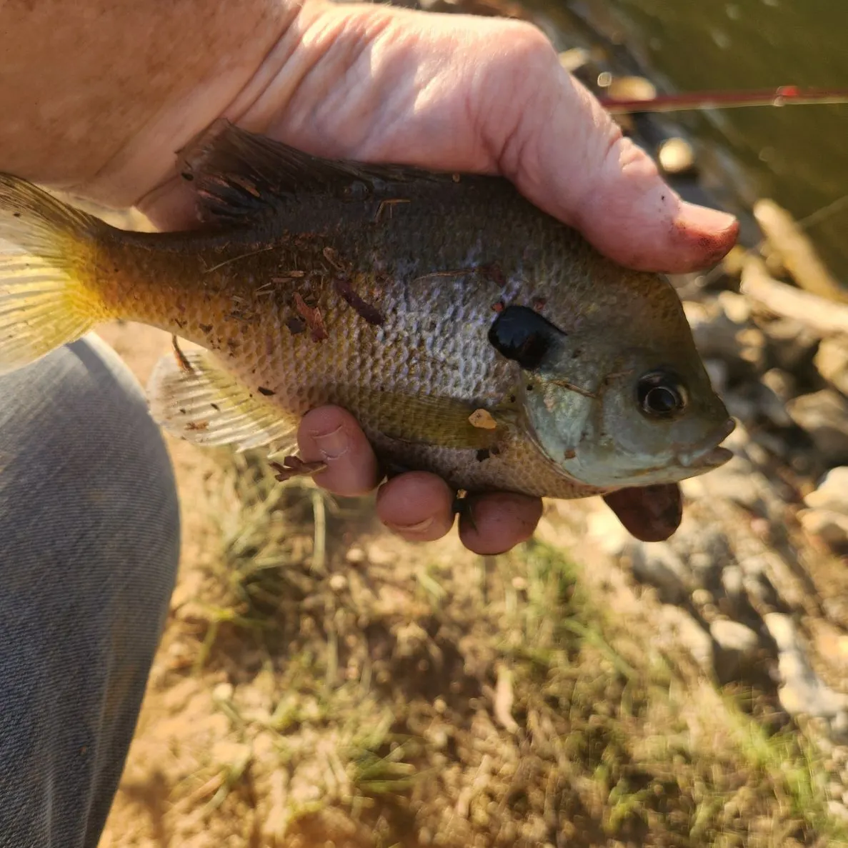 Bluegill caught on Fishbrain