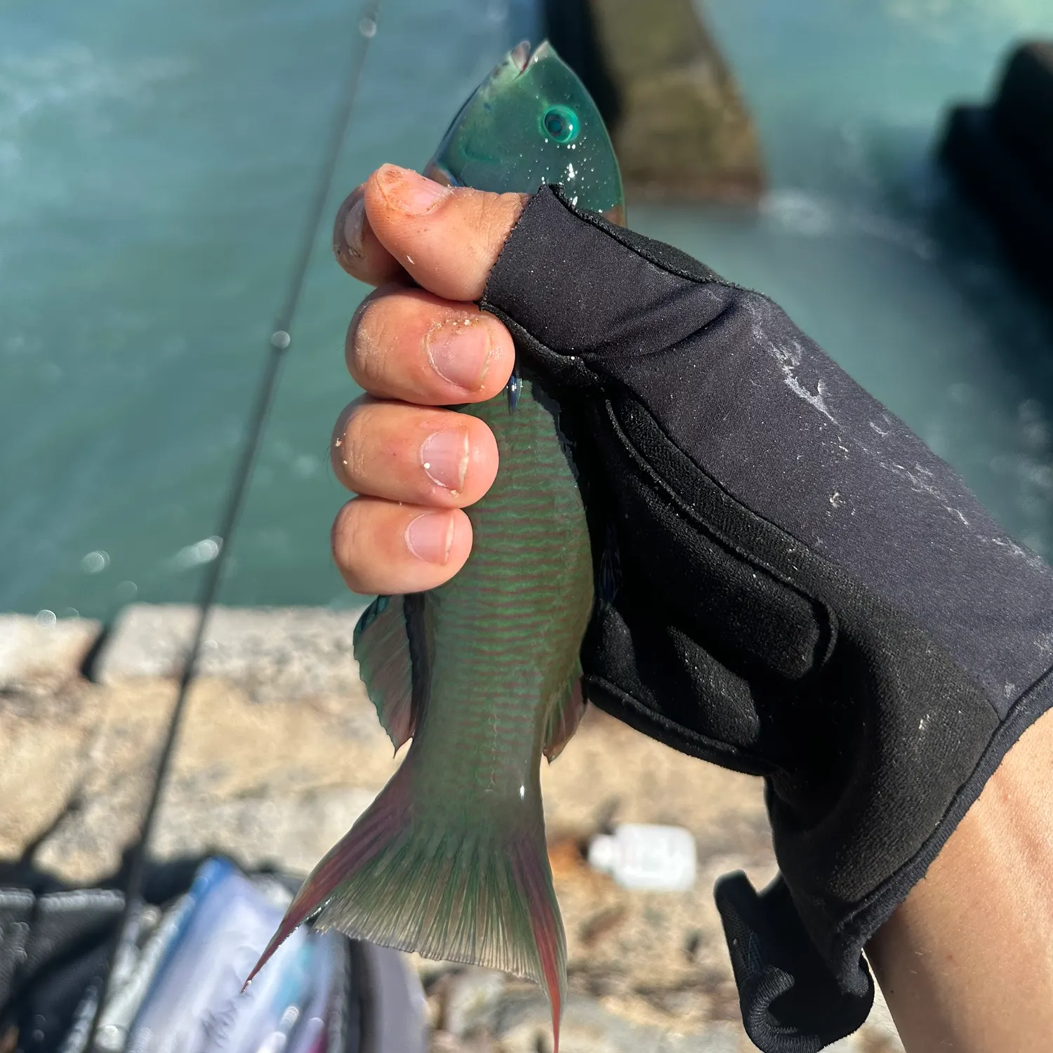 Saddle wrasse caught on Fishbrain