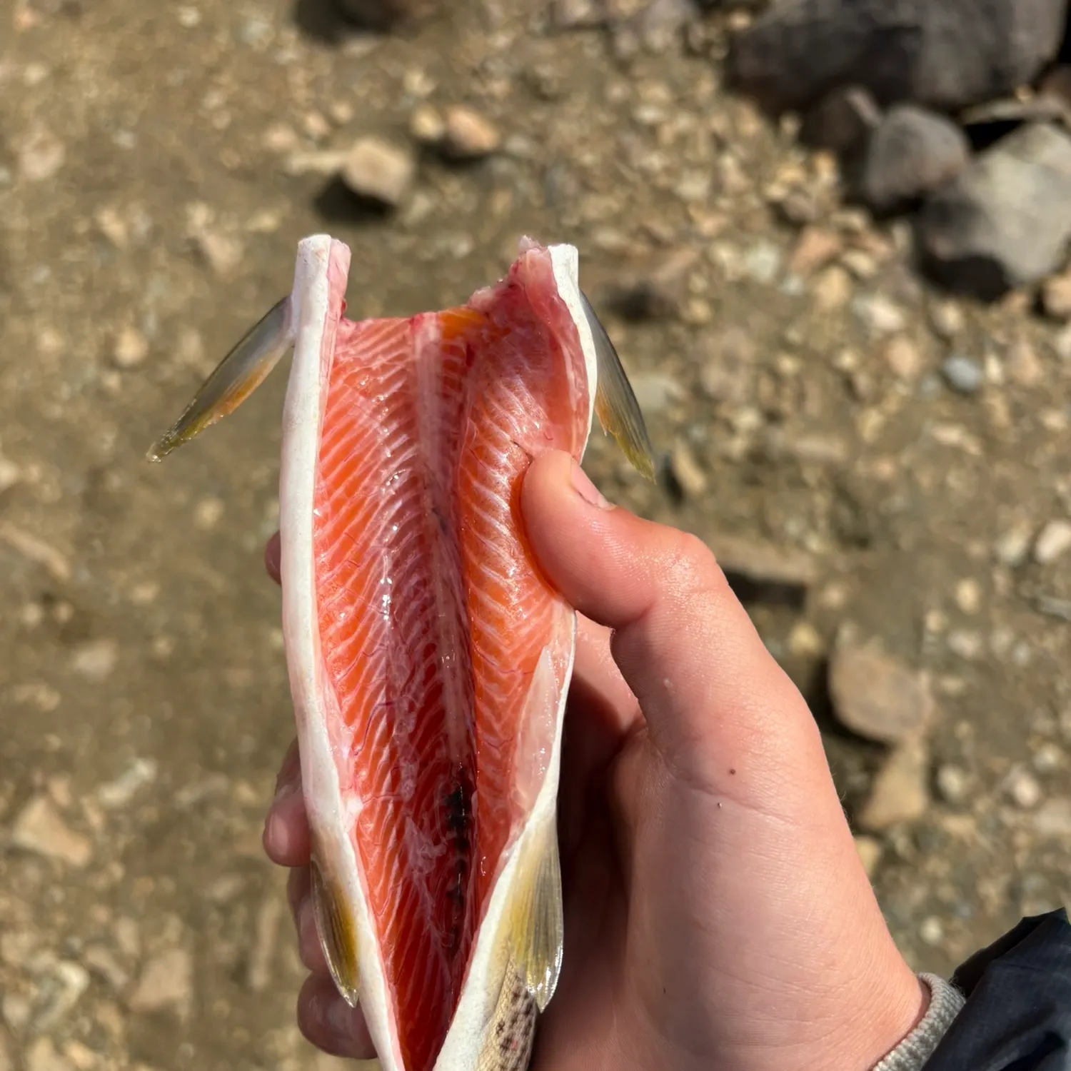Brown trout caught on Fishbrain
