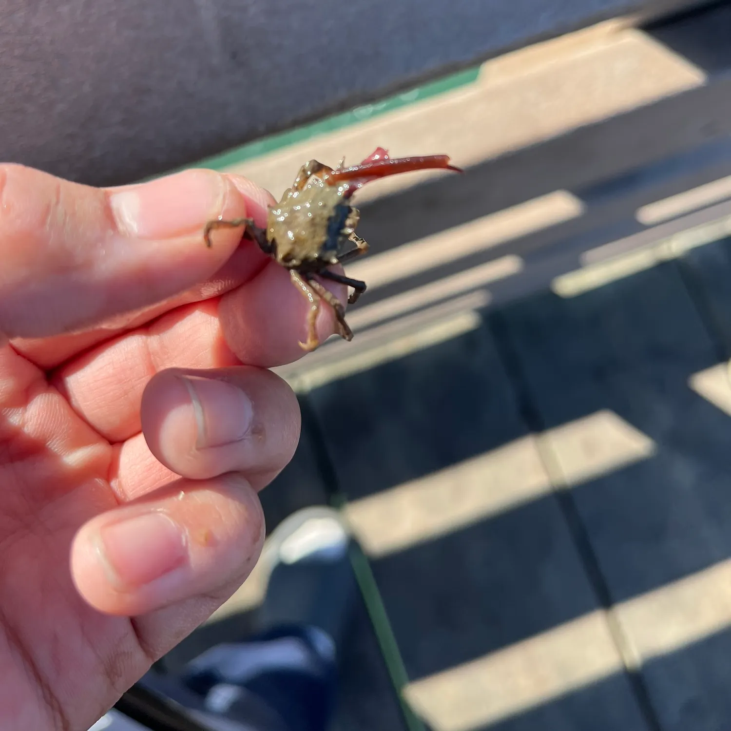 The most recent Northern kelp crab catches on Fishbrain