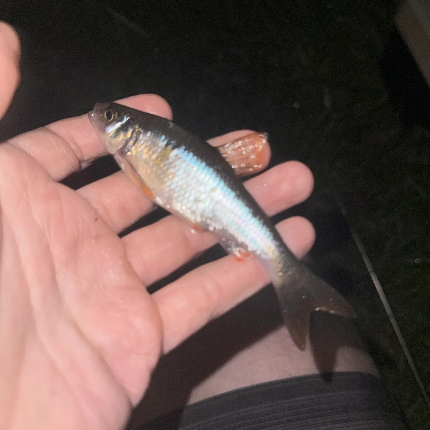 Common shiner caught on Fishbrain