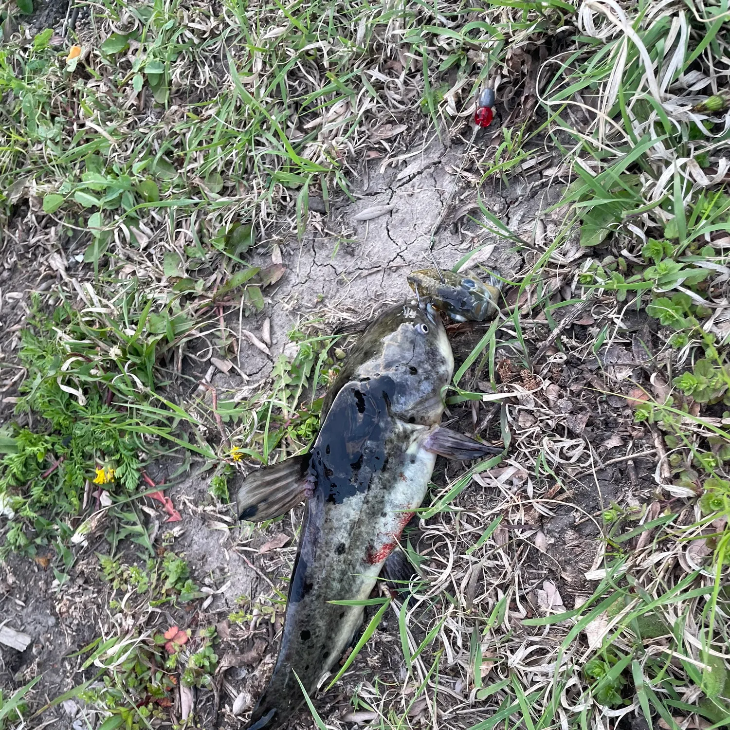 The most recent Spotted bullhead catches on Fishbrain