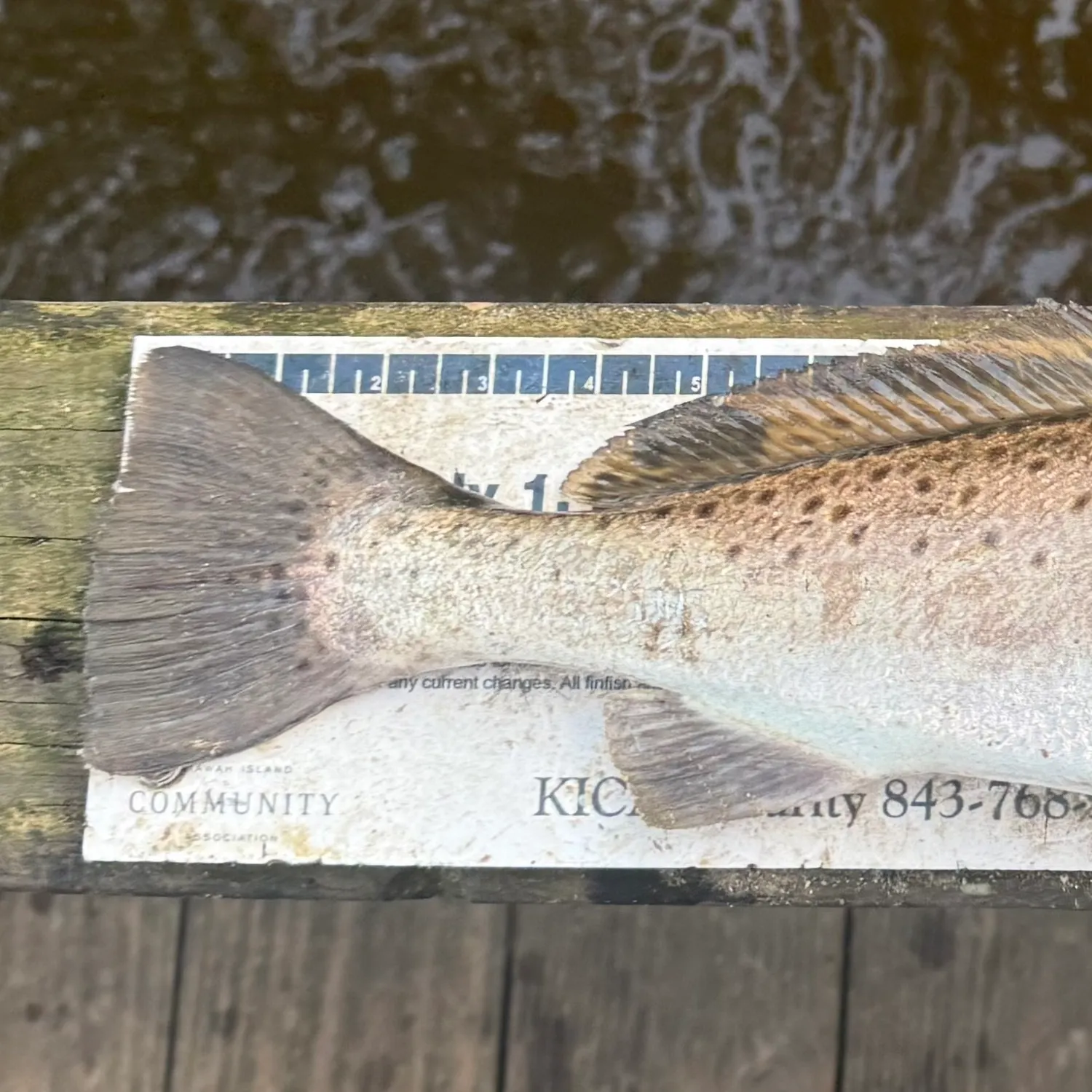 Spotted seatrout caught on Fishbrain