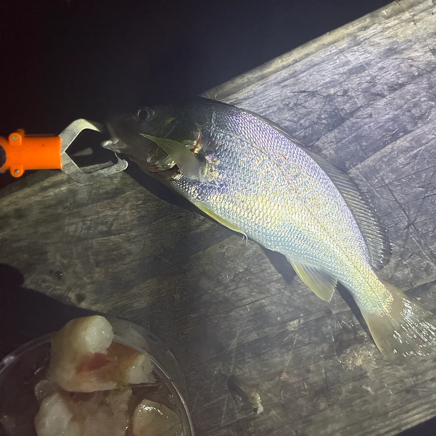 Yellowfin croaker caught on Fishbrain