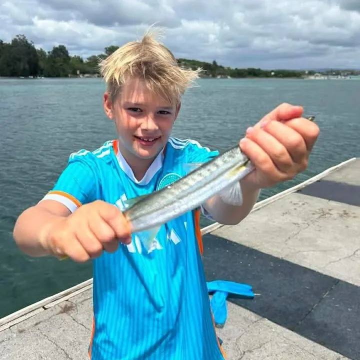The most recent Hound needlefish catches on Fishbrain