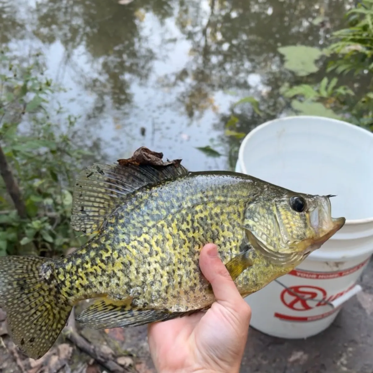Black crappie caught on Fishbrain