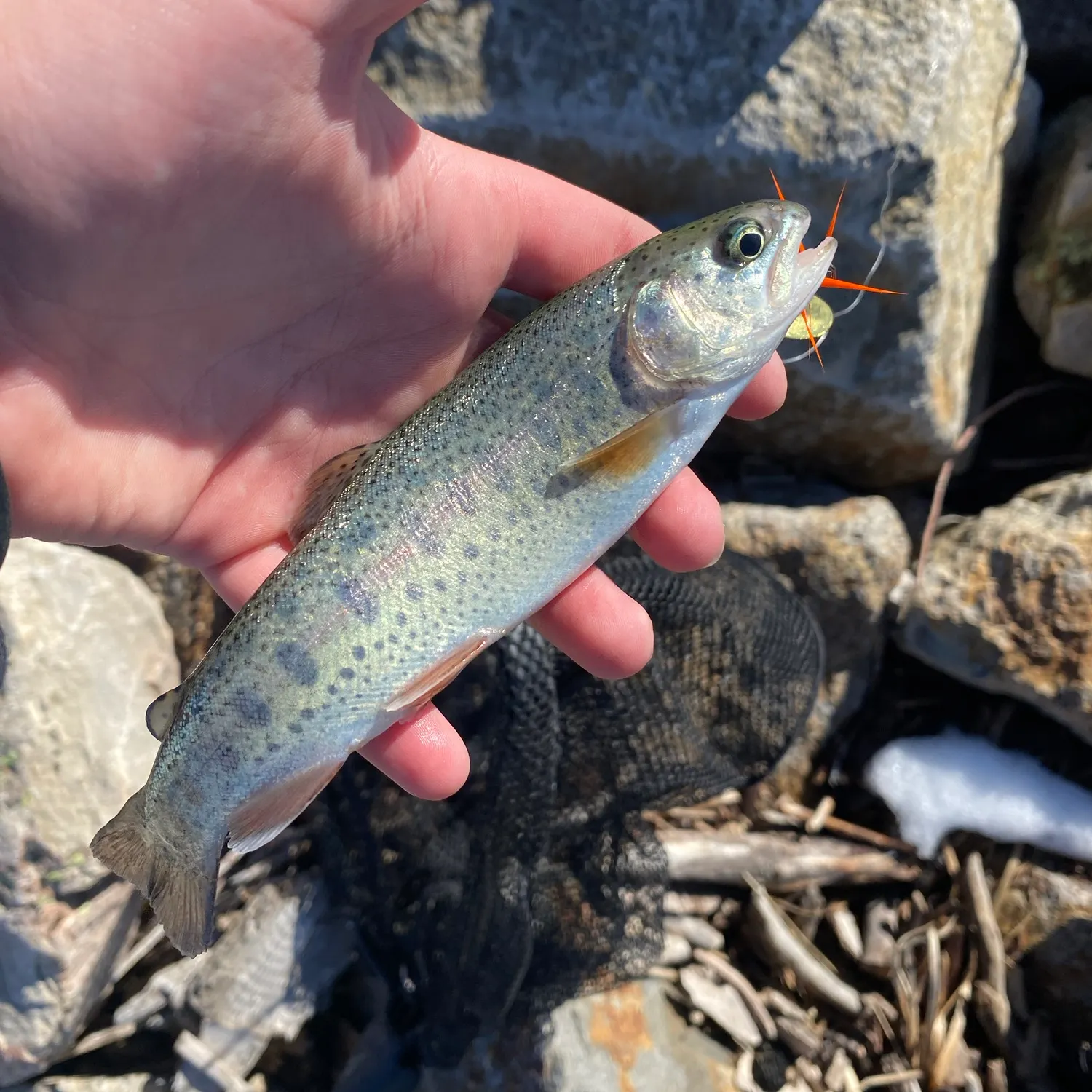Rainbow trout caught on Fishbrain