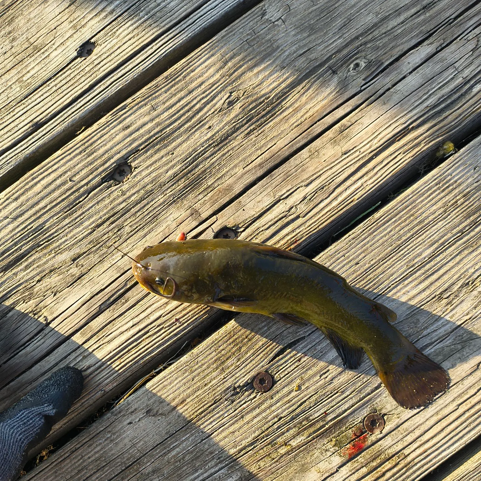 Yellow bullhead caught on Fishbrain