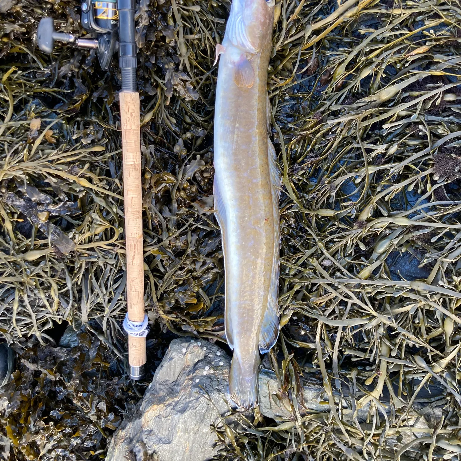 The most recent Common ling catches on Fishbrain