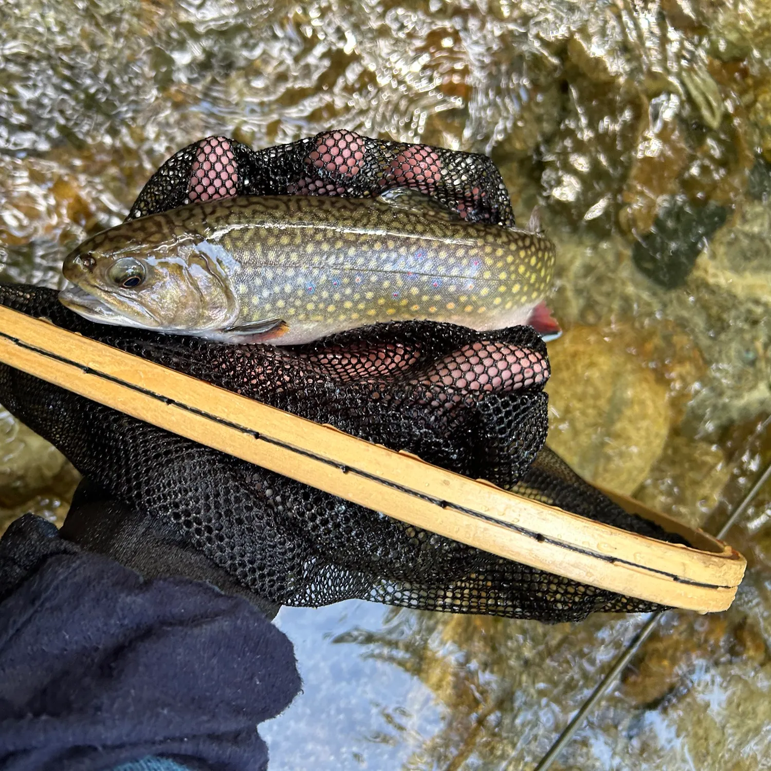 Brook trout caught on Fishbrain