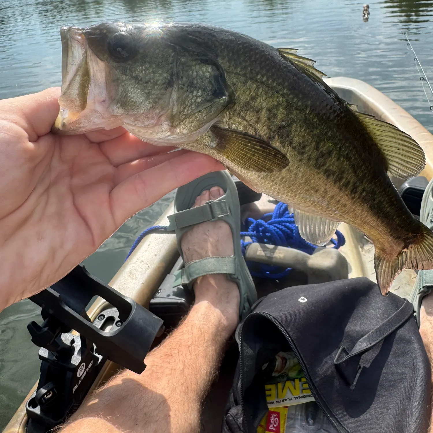 Largemouth bass caught on Fishbrain