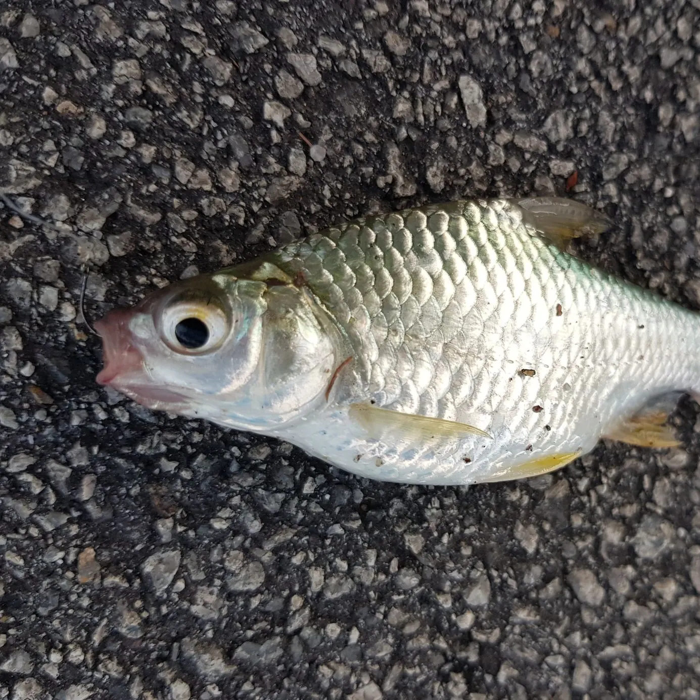 The most recent Java barb catches on Fishbrain