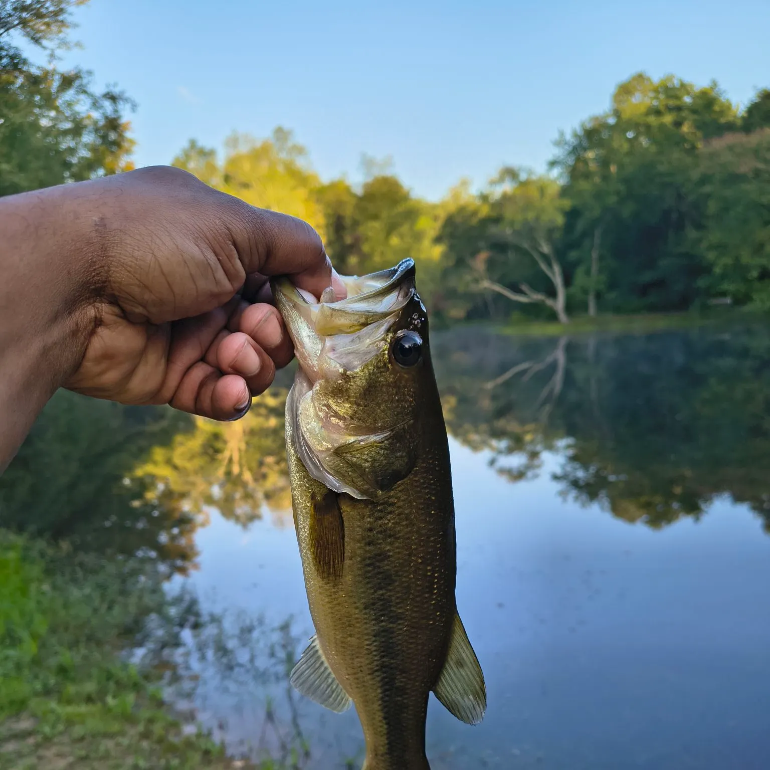 Largemouth bass caught on Fishbrain