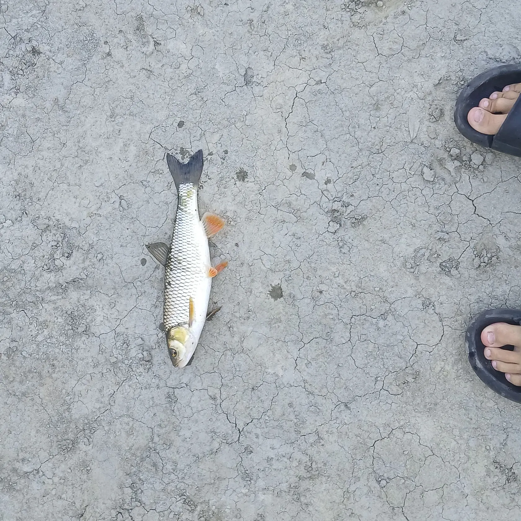 European chub caught on Fishbrain