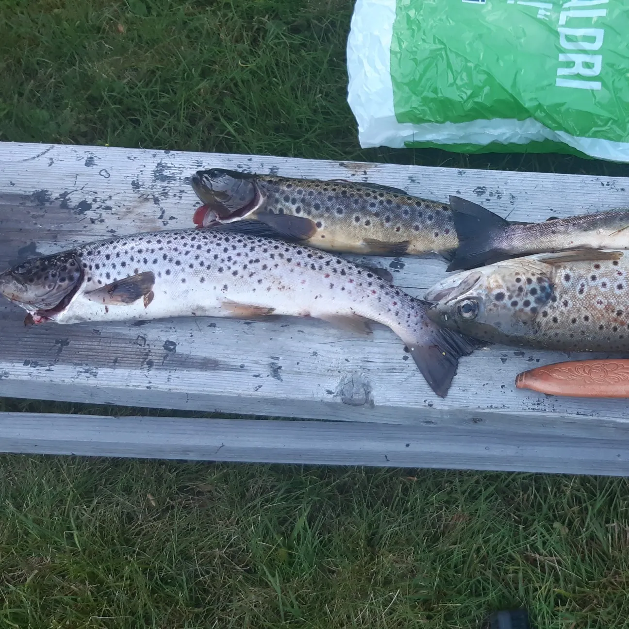 recently logged catches