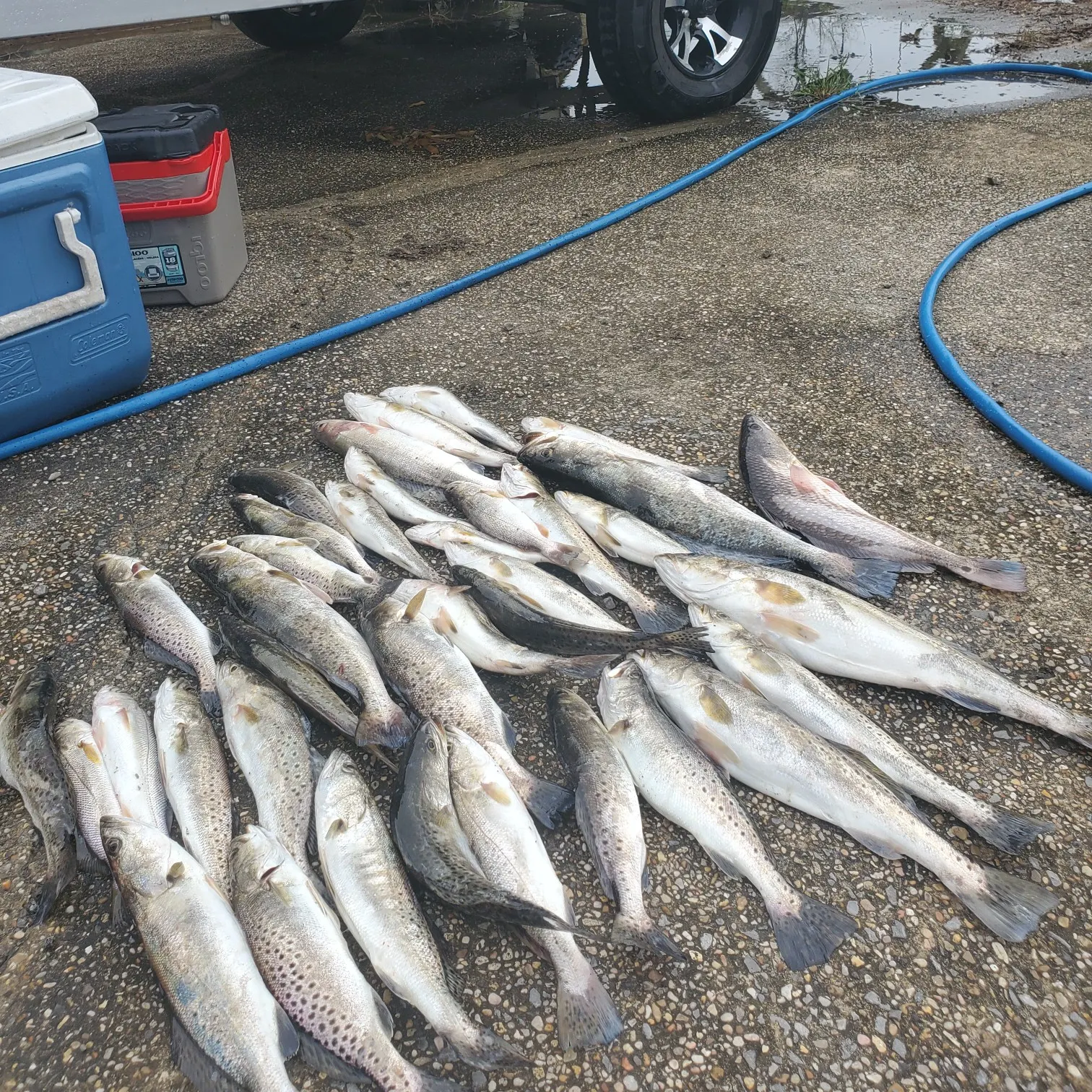 recently logged catches