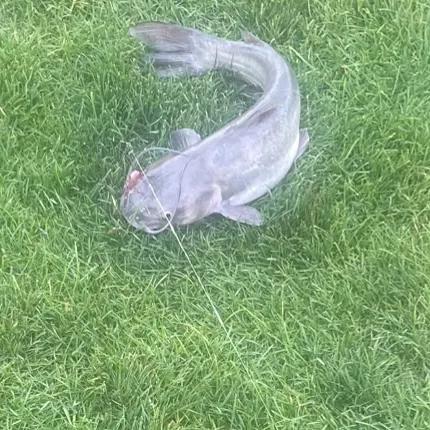 Channel catfish caught on Fishbrain