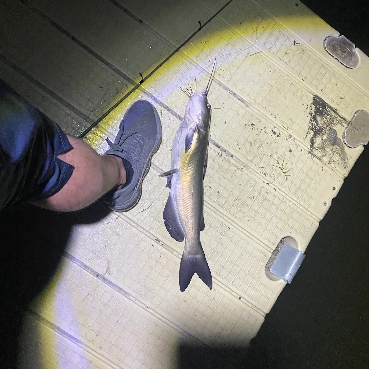 Channel catfish caught on Fishbrain