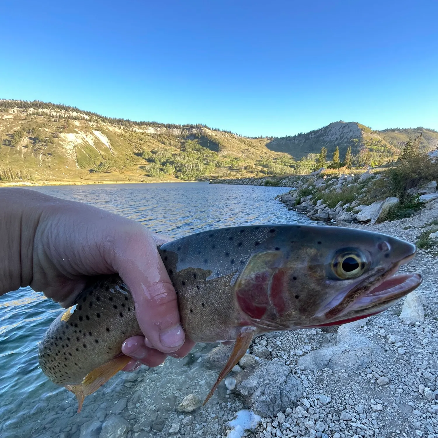 Colorado river cutthroat trout caught on Fishbrain