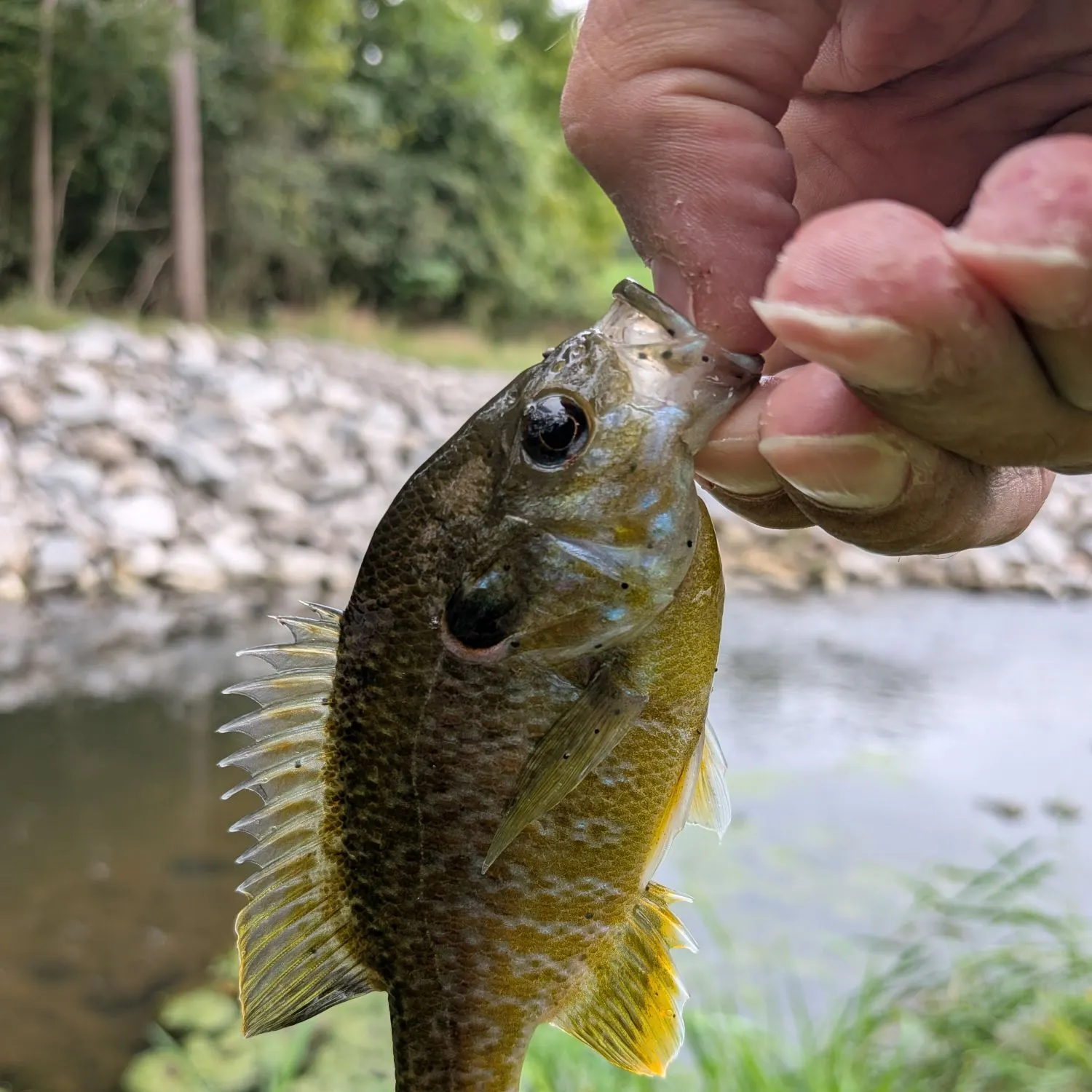 Greengill hybrid caught on Fishbrain
