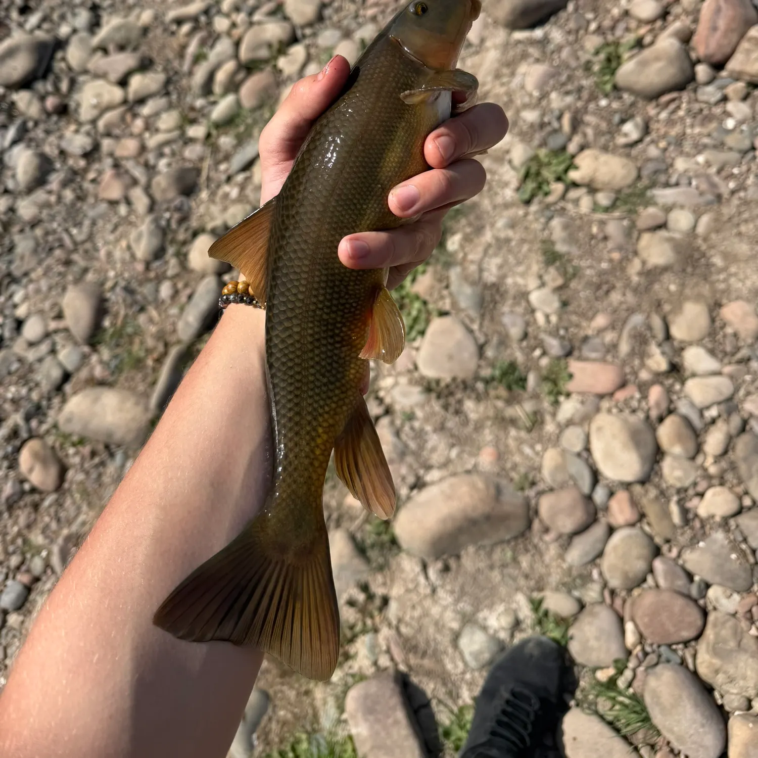 The most recent Desert sucker catches on Fishbrain