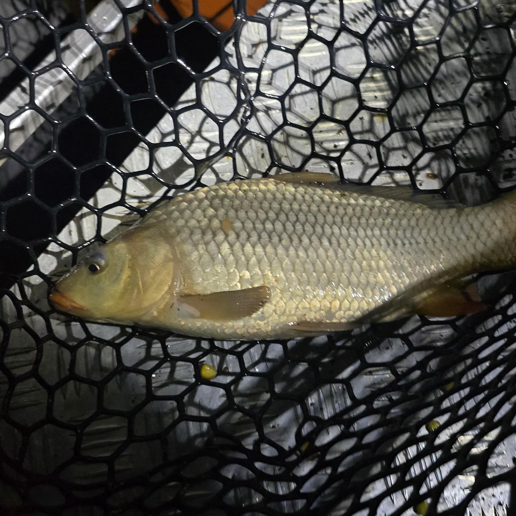 Common carp caught on Fishbrain