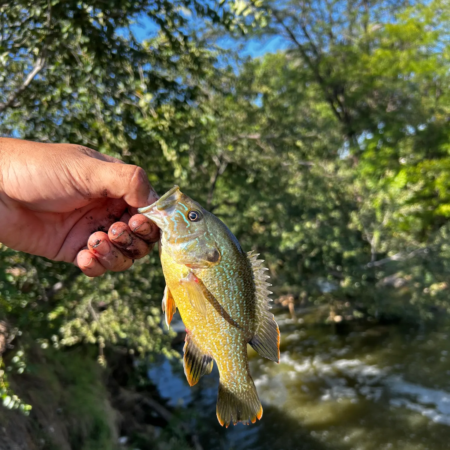 Green sunfish caught on Fishbrain