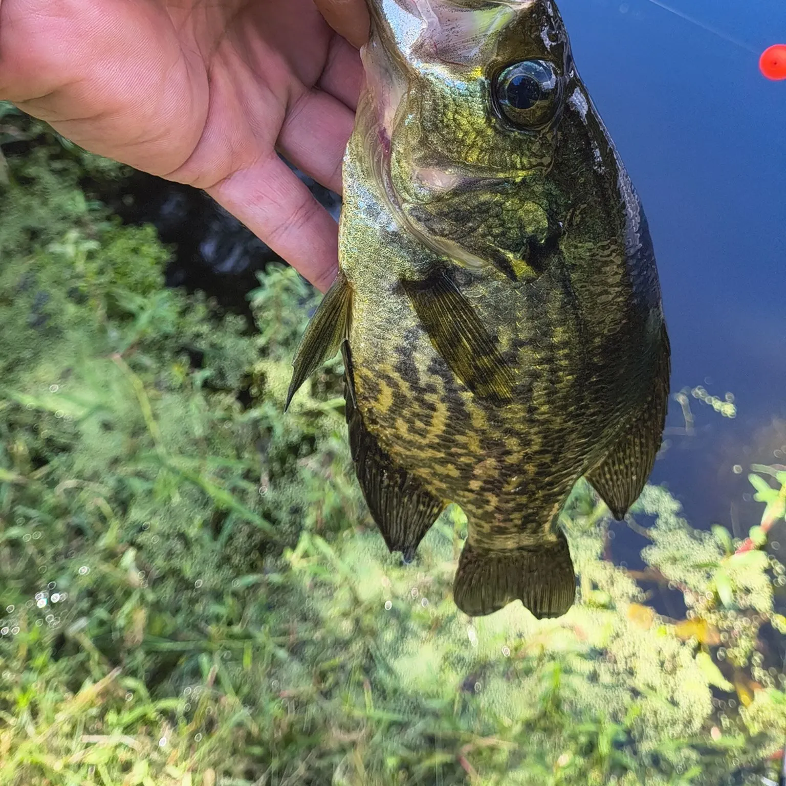 Black crappie caught on Fishbrain
