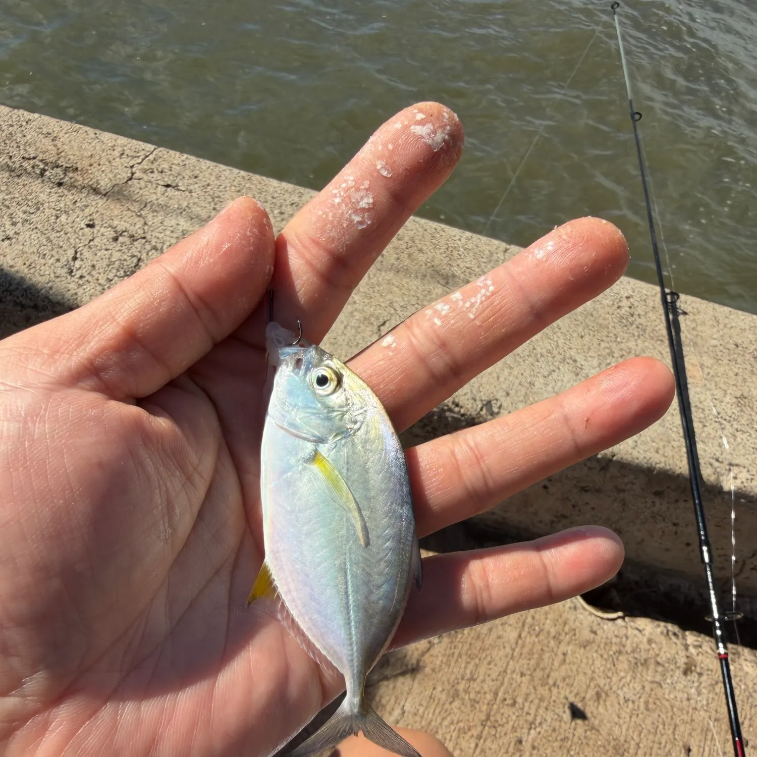 The most recent Bluefin trevally catches on Fishbrain