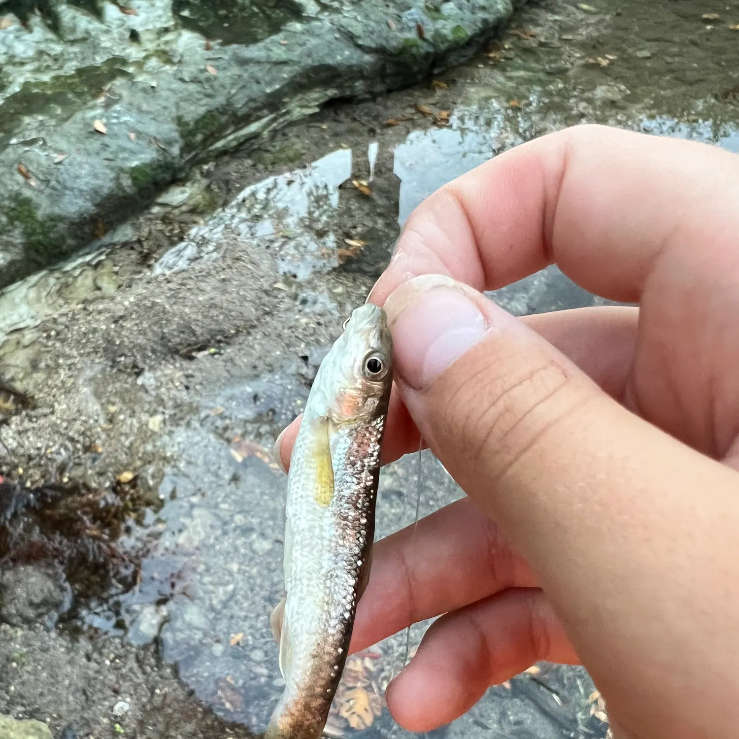 The most recent Gray redhorse catches on Fishbrain