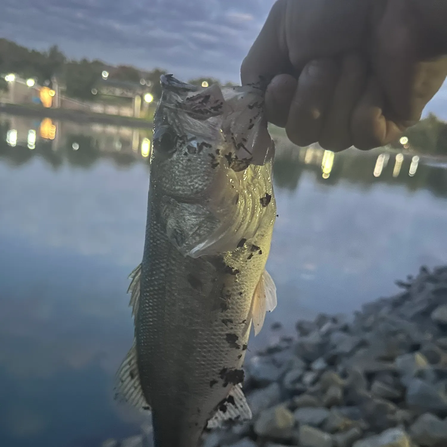 Largemouth bass caught on Fishbrain