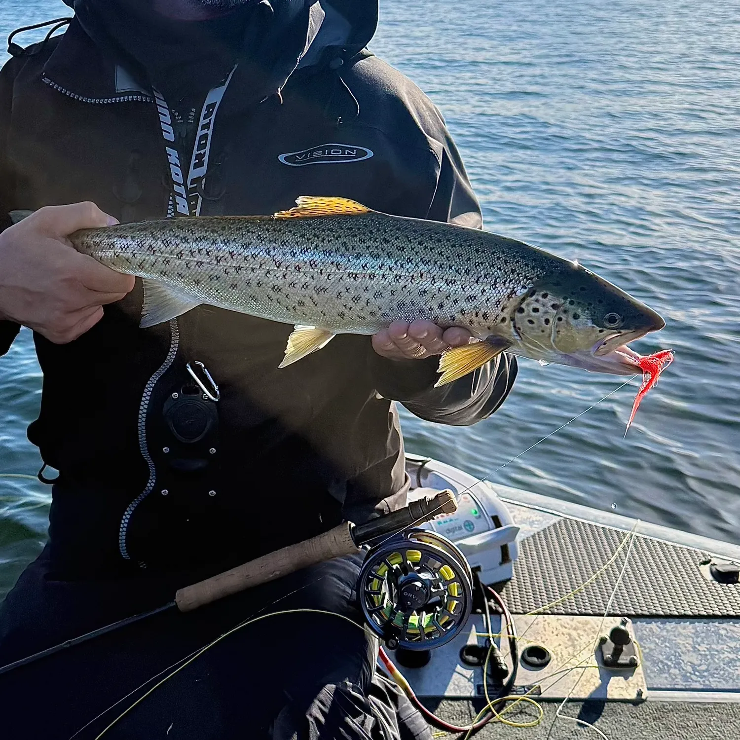 Brown trout caught on Fishbrain