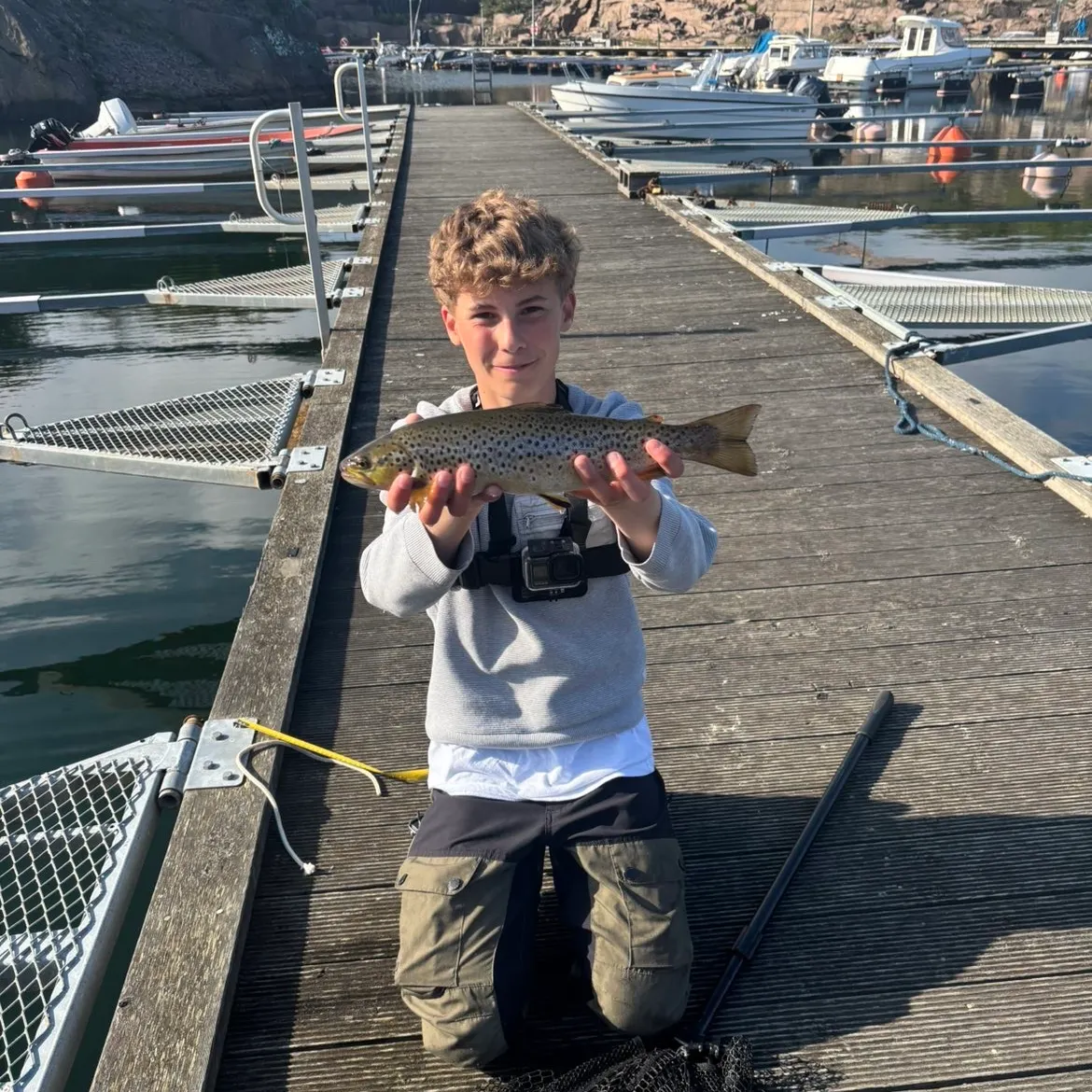 The most recent Sea trout catches on Fishbrain