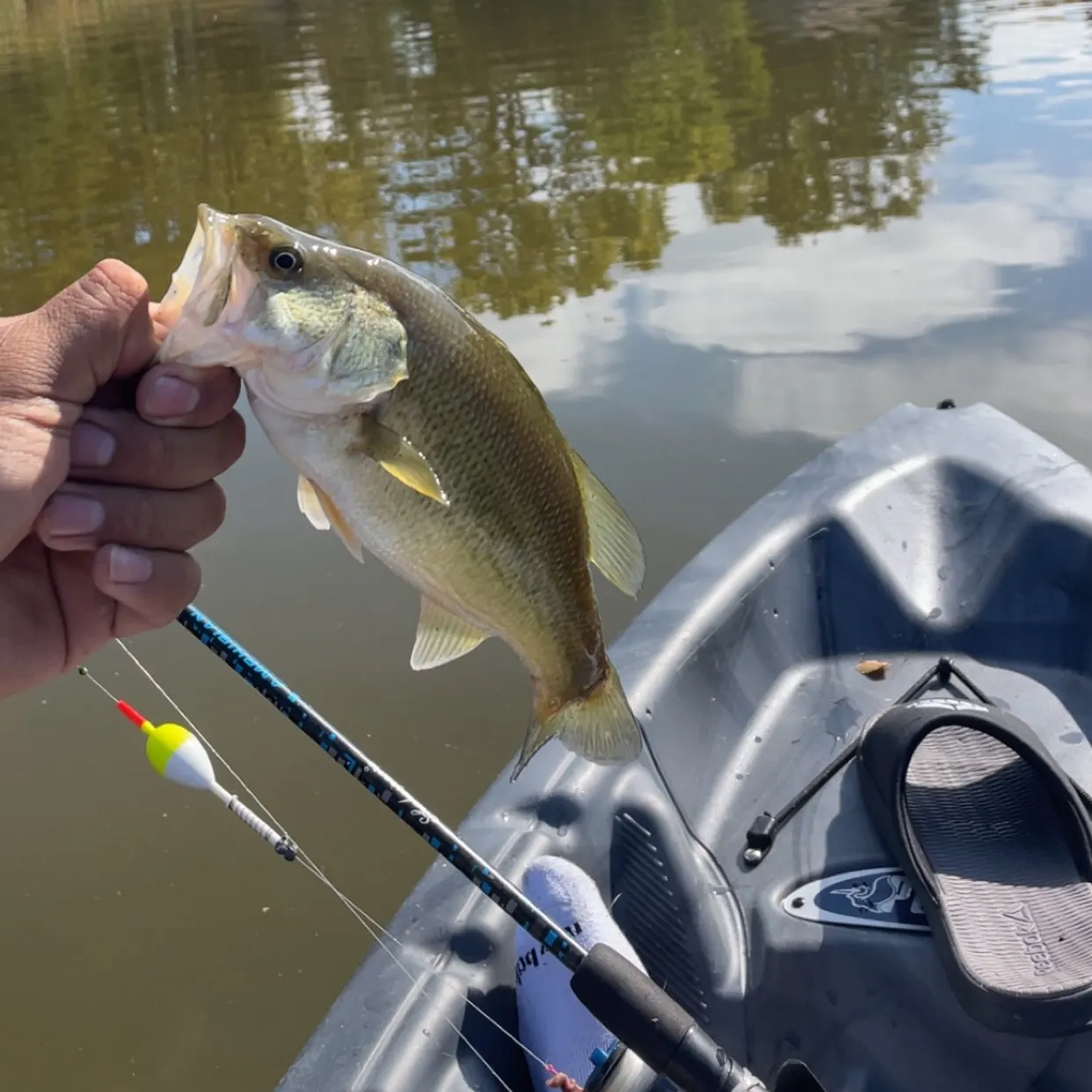 Largemouth bass caught on Fishbrain